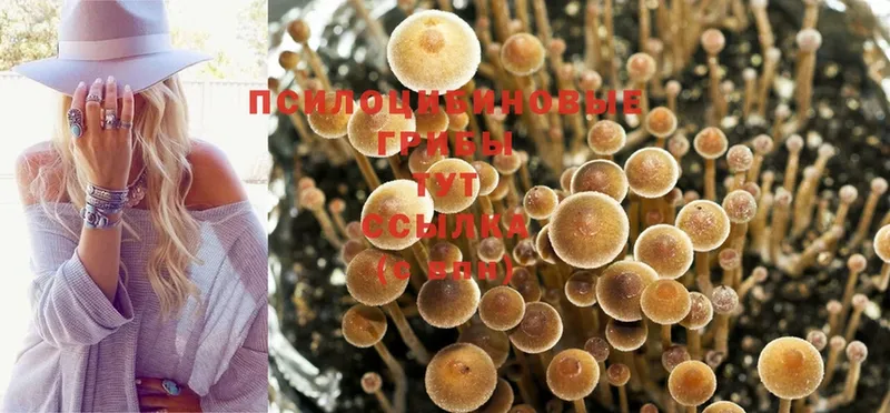 кракен рабочий сайт  наркотики  Батайск  Псилоцибиновые грибы Psilocybine cubensis 